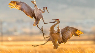 Birds tallgrass wings spread sunset - spread wide free wallpaper