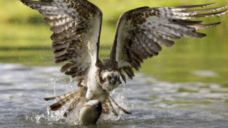 Bird wings water fish yellow - a fish free wallpaper