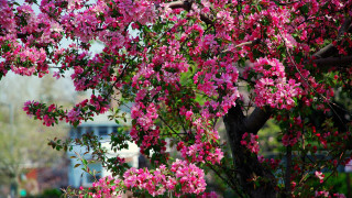 Pink cherry blossom tree park - a park area free wallpaper