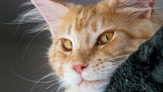 Sad cat long whiskers photorealism - sad free wallpaper