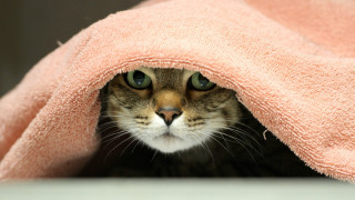 Cat peeking pink blanket black - couch free wallpaper