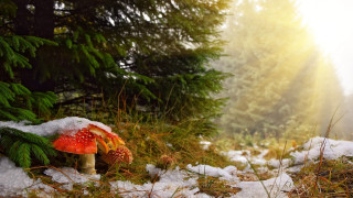 Mushroom snow forest sunshine magical - magical atmosphere free wallpaper