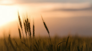 Grass sunset clouds evening precisionism - heavy grain free wallpaper