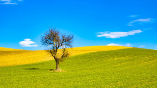 Lone tree green field blue 15 - a few cloud free wallpaper for desktop