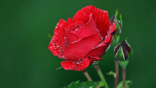 Red rose water droplets macro 17 - single free wallpaper