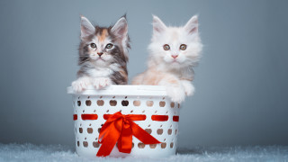 Kittens basket red bow cat - white background free wallpaper