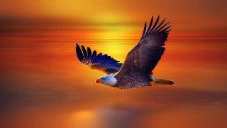 Bird flying sunset reflection feathers - the air free wallpaper