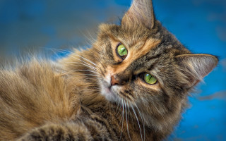 Black cat green eyes lying - a blue surface free wallpaper