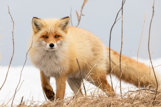 Fox snow grass outdoors utility - a fox free wallpaper