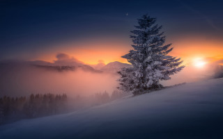 Lone tree sunset snowy hill - a lone tree free wallpaper