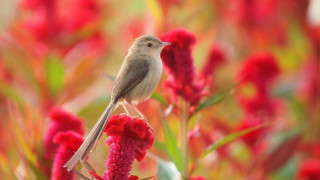 Bird flower field bokeh autumn - clara miller burd free wallpaper for desktop