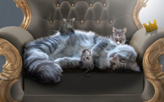 Cat mouse lay back beatrix - free cats wallpaper