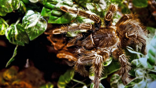 Spider plant leaves bokeh macro - the background and a blurry background of leaves free wallpaper