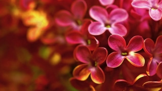 Flowers grass bokeh macro blurry 2 - the grass together free wallpaper