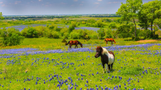 Horses grazing blue flower field - a group of horses free wallpaper