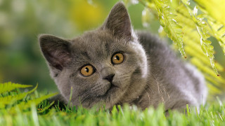 Gray cat curious look grass - surrealism free wallpaper