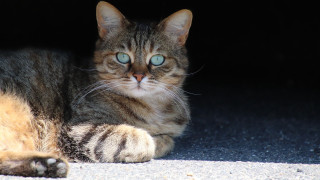 Cat blue eyes laying dark 2 - the ground in the dark free wallpaper