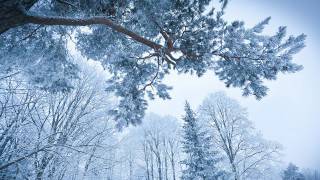 Snowy forest bench under tree - a snowy forest free wallpaper