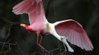 Pink bird long beak flying - a long beak free wallpaper