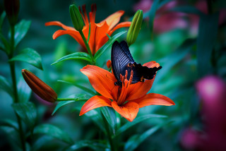 Butterfly flower garden vivid macro - orange flower free wallpaper