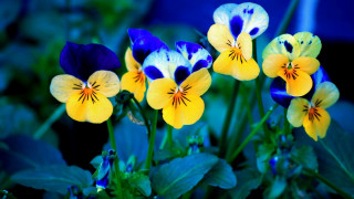 Flower butterfly plants daisy hibiscus - a pot free wallpaper