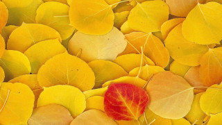 Red leaf yellow leaves autumn - fall vibrancy free wallpaper
