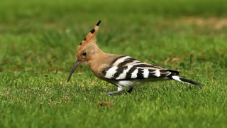 Bird beak grass worm nature - its mouth free wallpaper