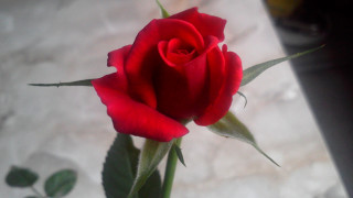 Red rose vase outdoors blurry - single free wallpaper