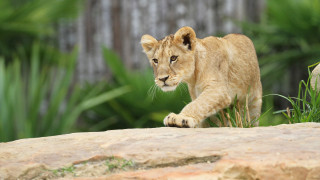 Lion cub rock zoo plants - green plant free wallpaper