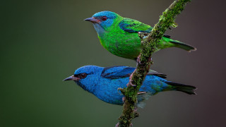 Two birds perched branch jigsaw - a branch together free wallpaper