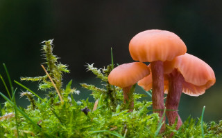 Mushrooms mossy forest nature closeup - free nature wallpaper for desktop