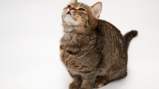 Cat looking up mouth open - closed free wallpaper