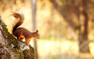 Squirrel woodland curious autumn blurry - curious free wallpaper