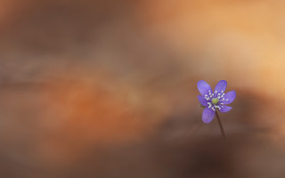 Purple flower blurry background white - backlight free wallpaper