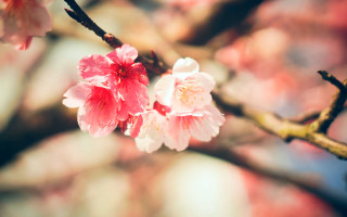 Pink flower branch blurry background - visible free wallpaper