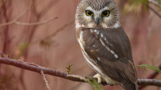 Owl branch bamboo bird yellow - a small owl free wallpaper for desktop