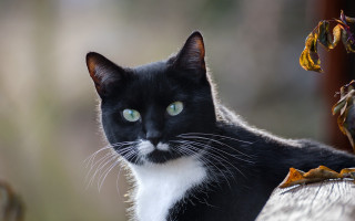 Black white cat mustache blue - a mustache free wallpaper