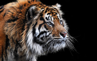 Tiger looking distance black background - andrew law free wallpaper for desktop