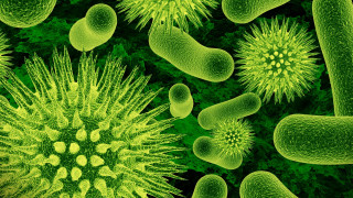 Green cell green stuff neoplasticism - ernst haeckel free wallpaper