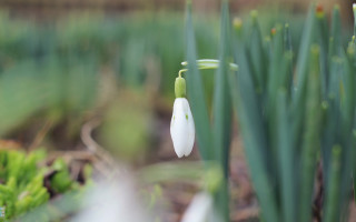 White flower garden bokeh shallow - the background and a blurry background free wallpaper