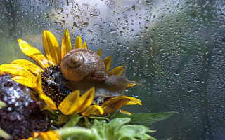 Snail sunflower rain window water - a snail free wallpaper for desktop