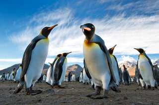 Penguins beach mountains clouds blue - a group of penguins free wallpaper