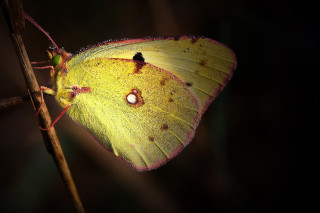 Yellow butterfly white spot macro - on free wallpaper