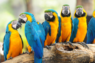 Colorful parrots group branch zoo - a zoo enclosure free wallpaper