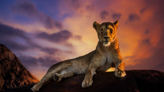 Lion sitting rock sunset clouds - a sunset sky free wallpaper for desktop
