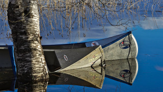 Boat tree branch bare night - the water next free wallpaper