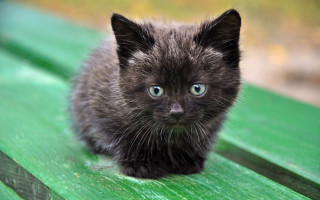 Black kitten blue eyes gothic - boleslaw cybi free wallpaper