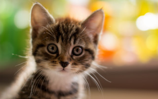 Kitten looking camera blurry window - shallow free wallpaper for desktop