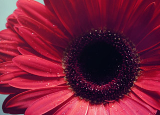 Red flower water droplets blue - a black center free wallpaper for desktop