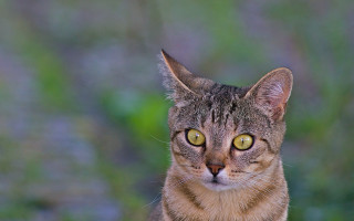 Cat yellow eyes symmetrical shock - a blurry background of grass and bushes free wallpaper